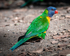 rainbow lorikeet on the ground