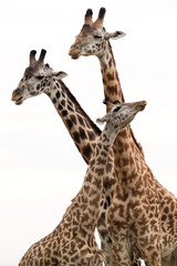 Naklejka premium Giraffe is the tallest living terrestrial animal