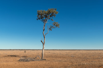 Fototapeta na wymiar Lonely trees in outback Queensland arid landscape