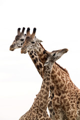Giraffe is the tallest living terrestrial animal