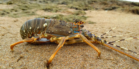 A beautiful lobster inside of beach on the sand 