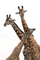 Giraffe is the tallest living terrestrial animal