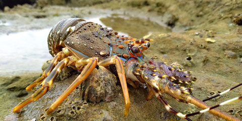 lobster on the beach inside of rocky area