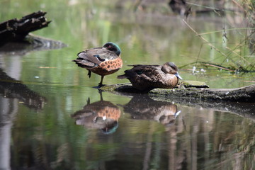 duck standing on one leg