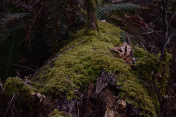 Obraz premium mossy stump
