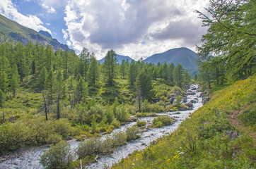 landscape beautiful mountain river among Altai mountains with grassland and flowers