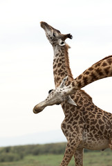 Giraffe is the tallest living terrestrial animal