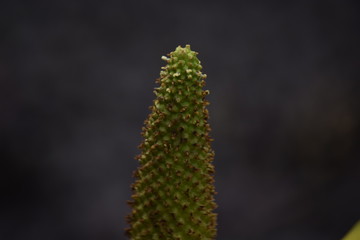 yellow flower