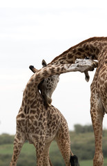 Giraffe is the tallest living terrestrial animal
