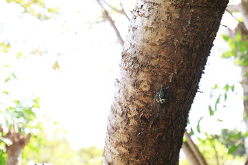 目の前のミンミンゼミ