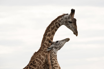 Giraffe is the tallest living terrestrial animal