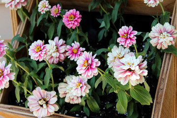 Close up in the Garden