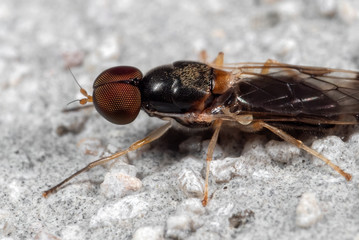Macro Photo of Fly on The Floor
