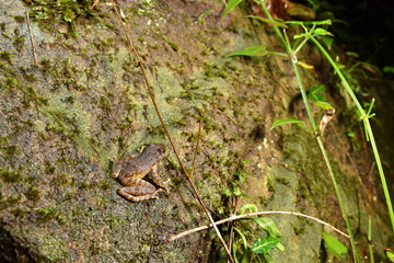 カジカガエル　幼体