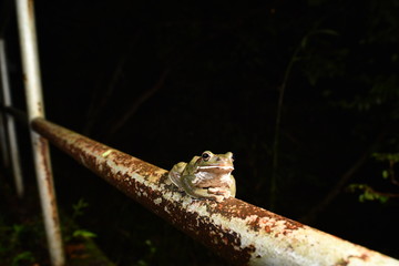 モリアオガエル　メス