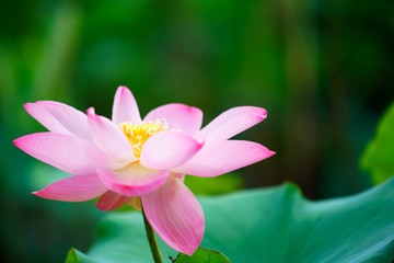 lotus flower