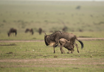 The wildebeest are also called as Gnu, these are even-hooved (ungulate) mammal