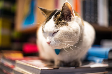 Icelandic Cat in a Bookstore