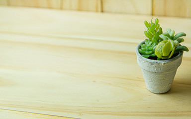  small tree and white plant on wood table for background content..