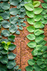 Rhaphidophora celatocaulis, The vine grows on the stone wall.