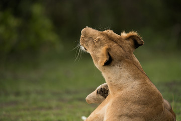 The lion is one of the four big cats and belongs to genus Panthera