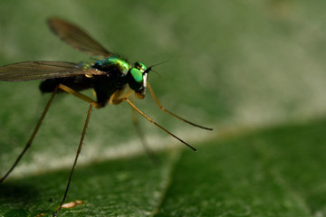 アシナガバエの仲間