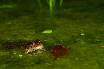 トノサマガエル