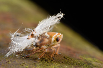 アミガサハゴロモ　幼体