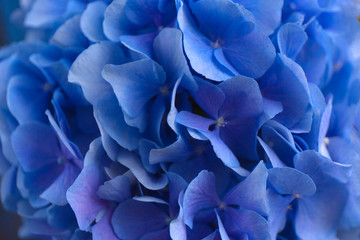 Blue Hydrangea background. Hortensia flowers surface. Close up photo.