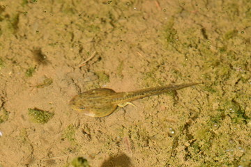 トノサマガエル　オタマジャクシ