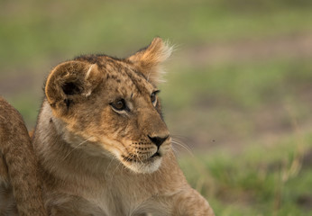 The lion is one of the four big cats and belongs to genus Panthera