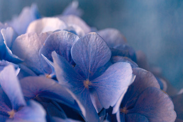 Blue hortensia flowers on blue background. Close up photo.