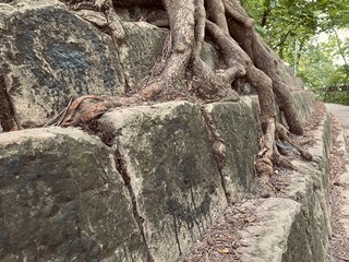 The huge tree grows on the stone steps