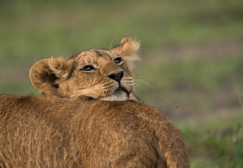 The lion is one of the four big cats and belongs to genus Panthera