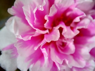 Portulaca flower with a natural background