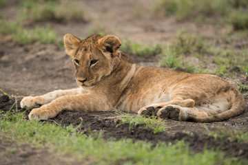 Plakat The lion is one of the four big cats and belongs to genus Panthera