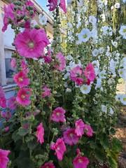 Pink and purple flowers blooming on a summer day 