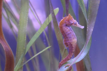 A seahorse encircling the leaves with its tail
