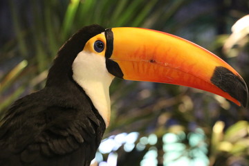 Toucan (Ramphastos toco) sitting on tree branch in tropical forest or jungle