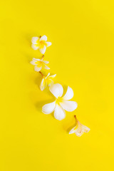 White plumeria flowers on bright yellow background with copy space. Flat lay.