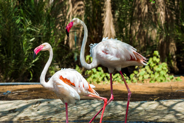 Greater flamingo
