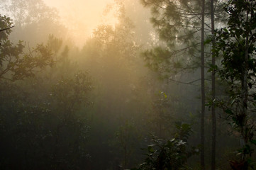 The morning sun shines in the forest for the background image