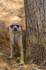 Fototapeta premium meerkat