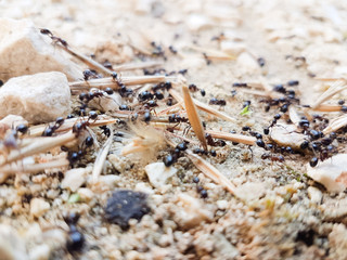 ants workers working delivering things to their nest through a road