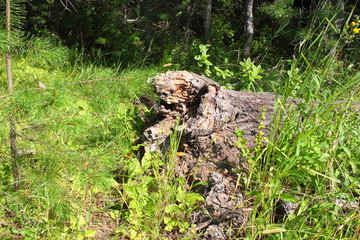 Rotten tree stump in the forest