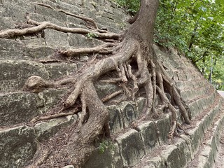 The huge tree grows on the stone steps