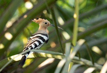 The hoopoe is a colourful bird it has a crown of feathers