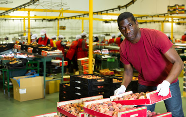 Confident male worker standing near boxes of fresh ripe peaches in fruit sorting factory