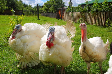 Turkeys walking on the summer lawn