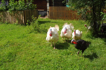 Turkeys walking on the summer lawn